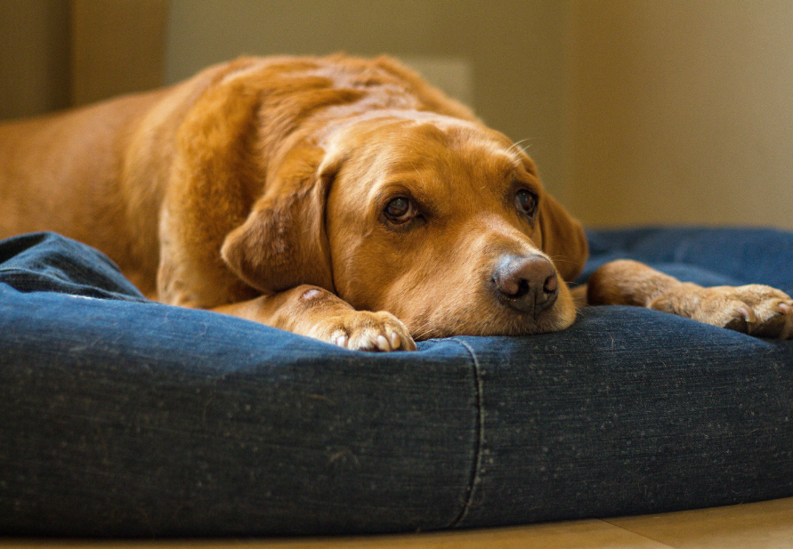 Dolor articular en perros mayores